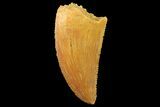 Serrated, Raptor Tooth - Real Dinosaur Tooth #179579-1